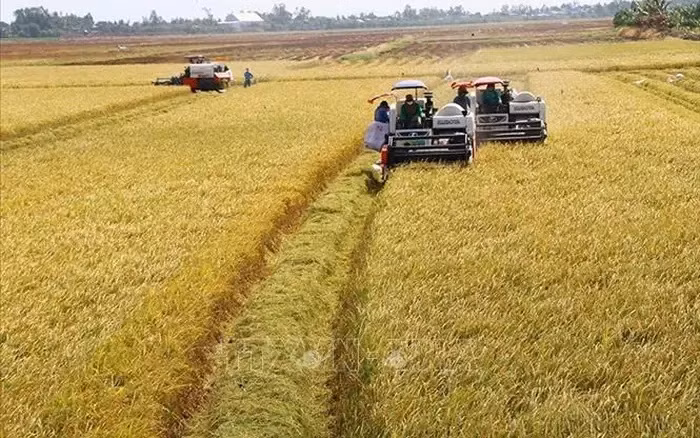 Delta del Mekong transforma producción de arroz para adaptarse al cambio climático ảnh 1