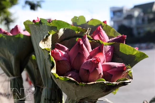 Temporada de lotos en Hanoi ảnh 11