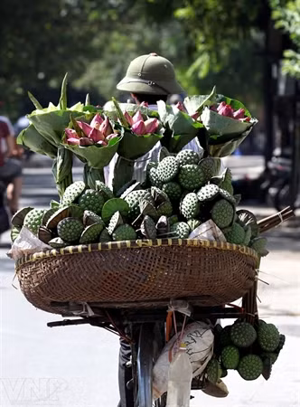 Temporada de lotos en Hanoi ảnh 10
