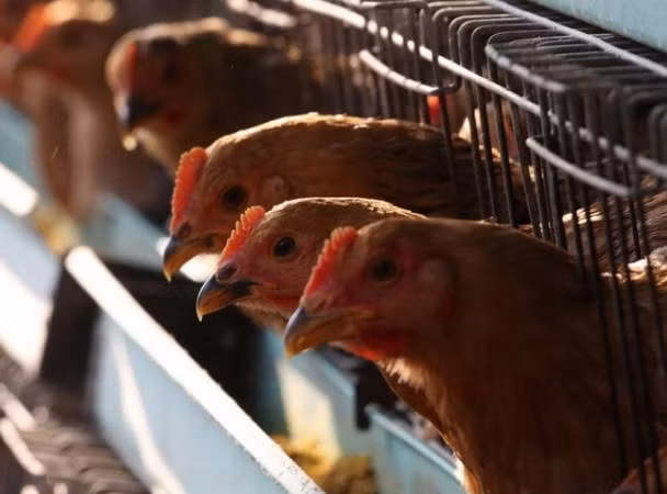 Arabia Saudita suspende importaciones de aves de corral de Vietnam ảnh 1