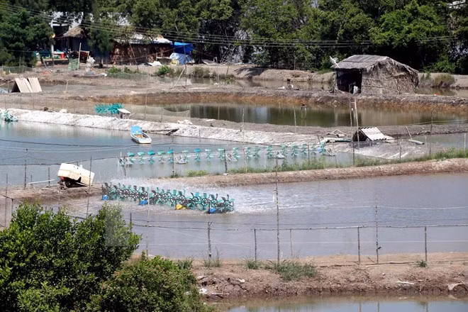 Proyecto de adaptación al cambio climático beneficia a provincia de Ben Tre ảnh 1