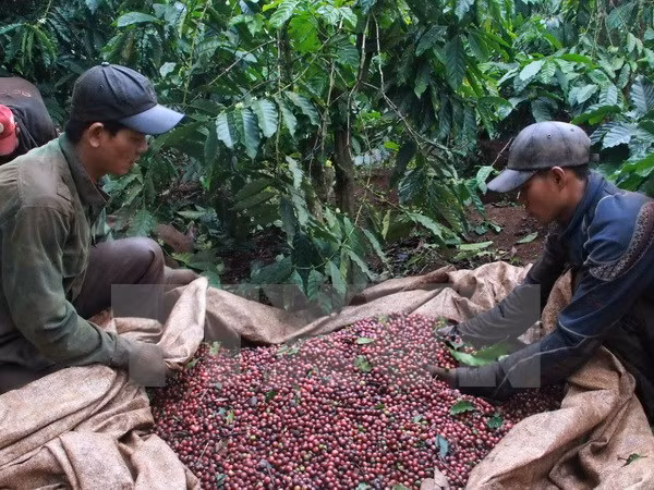  Sector cafetero de Vietnam por fomentar capacidad de adaptación al cambio climático ảnh 1