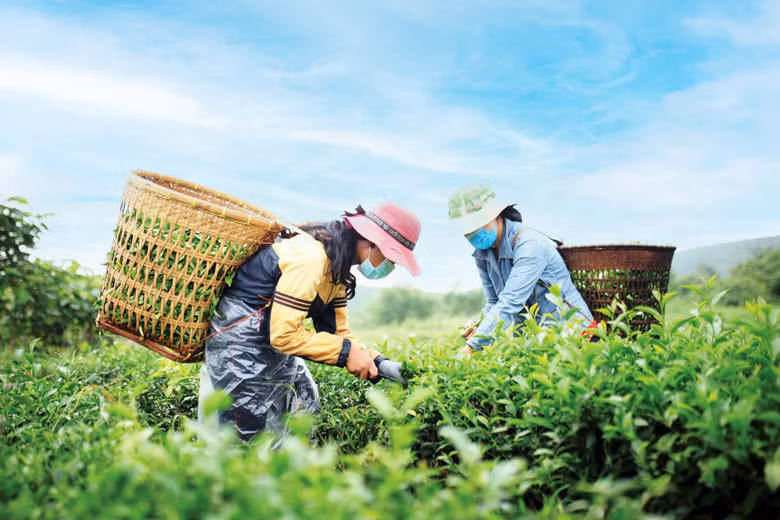 Vietnam promueve crédito verde para la agricultura ảnh 2