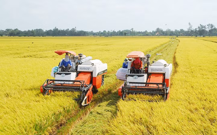 Vietnam se orienta hacia una agricultura orgánica ảnh 2