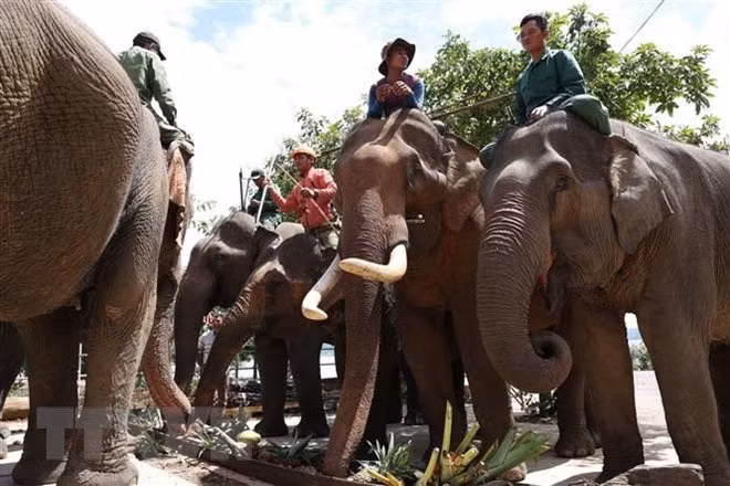 Celebran en provincia vietnamita Día Internacional del Elefante ảnh 1