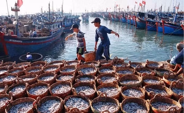 Tien Giang cumple bien recomendaciones sobre prevención de pesca ilegal ảnh 1
