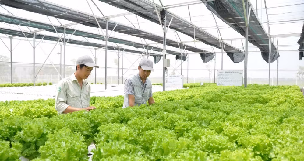 Australia financia proyectos de innovación tecnológica en agricultura de Vietnam ảnh 1