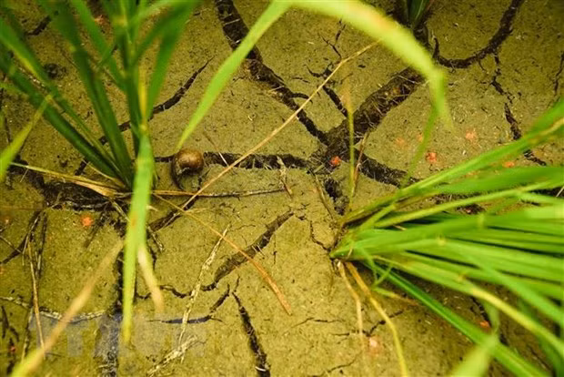 Tailandia enfrenta severa sequía y alto riesgo de desempleo ảnh 1