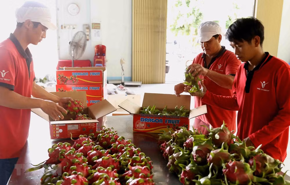 Dedican semana a pitahaya de pulpa roja vietnamita en Australia ảnh 1