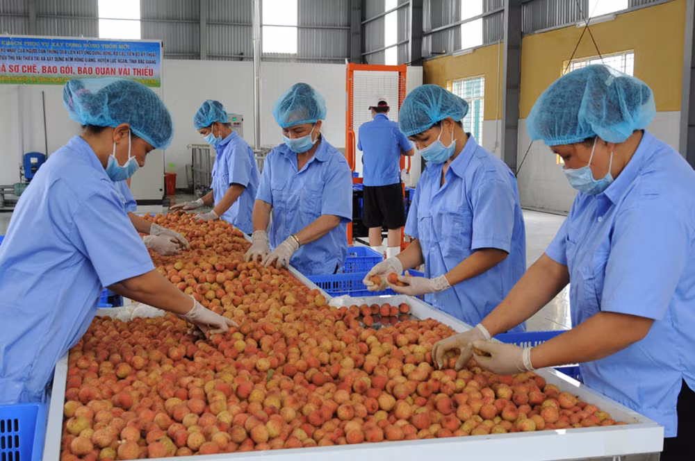 Bac Giang desarrolla marcas de productos agrícolas claves ảnh 2