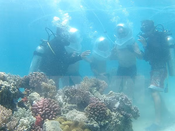 Impulsan protección y restauración de ecosistemas marinos en Vietnam ảnh 1
