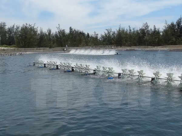 Ninh Binh se esfuerza por impulsar el desarrollo sostenible de cría de camarones ảnh 1