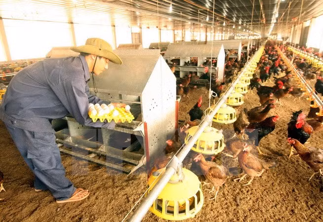 Reconocen contribuciones de ONUDI a desarrollo agrícola en Vietnam ảnh 1