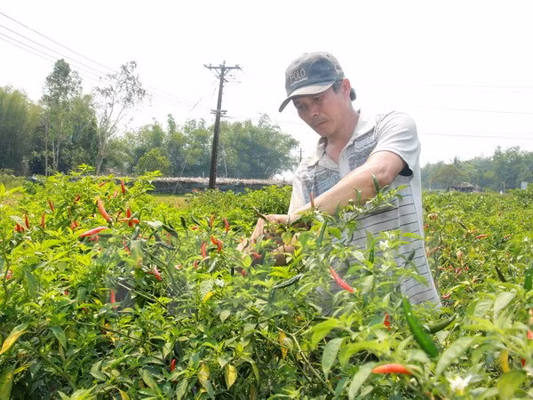 Oportunidades en exportación de ají para empresas vietnamitas ảnh 1