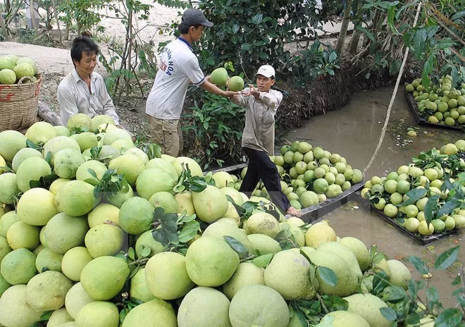 Casi dos mil comunas vietnamitas cumplen estándares de nuevo campo ảnh 1