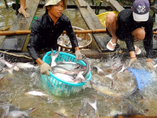 Sector de pescado Tra de Vietnam mira hacia el desarrollo sostenible ảnh 1