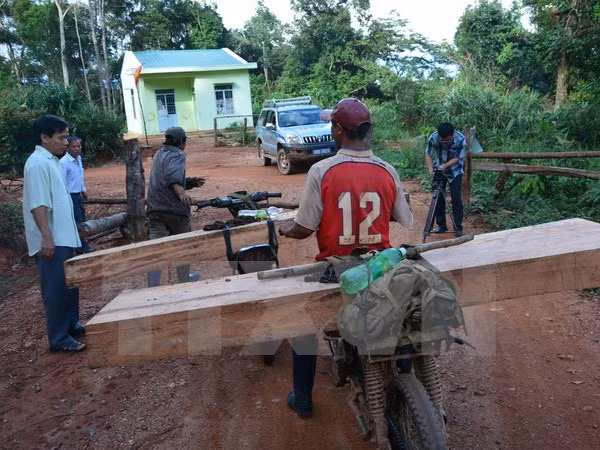 Premier vietnamita pide investigar la deforestación en Kon Tum ảnh 1