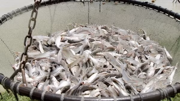 Supervisión de pangasius: barrera para lazos agrícolas EE.UU.- Vietnam ảnh 1