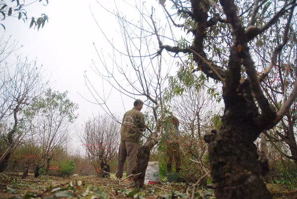 Atmosfera de Año Nuevo Lunar llega temprano a aldea de flores Nhat Tan ảnh 1