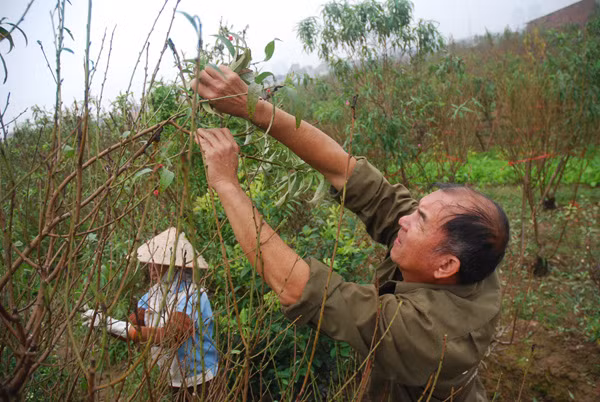 Atmosfera de Año Nuevo Lunar llega temprano a aldea de flores Nhat Tan ảnh 2