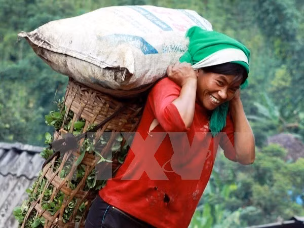 PNUD ayuda a Vietnam para eliminar discriminación de género ảnh 1