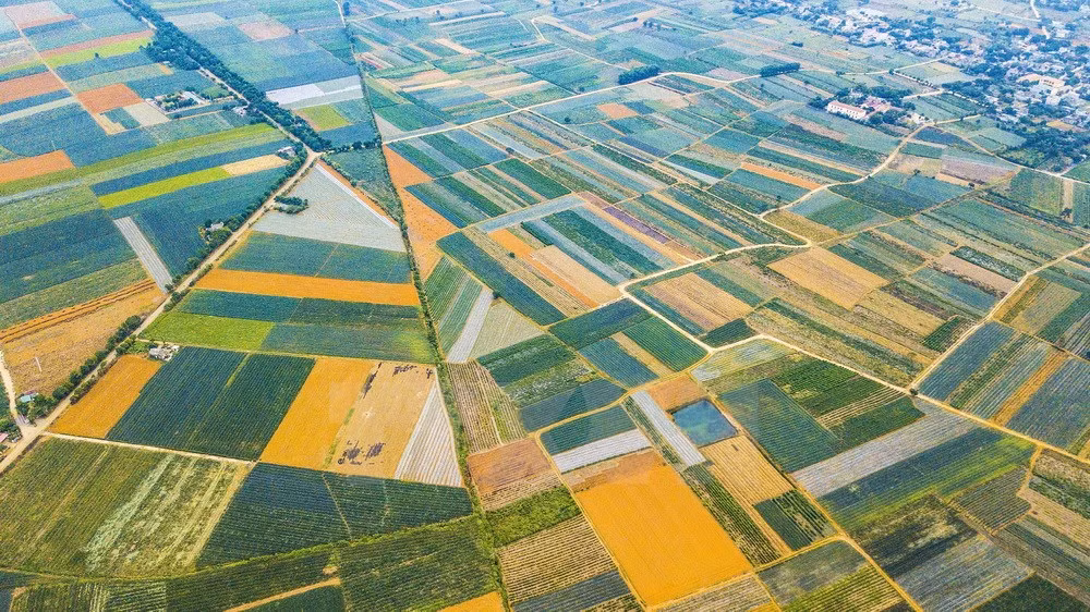 [Fotos] Magníficos campos de piñas en Vietnam ảnh 2
