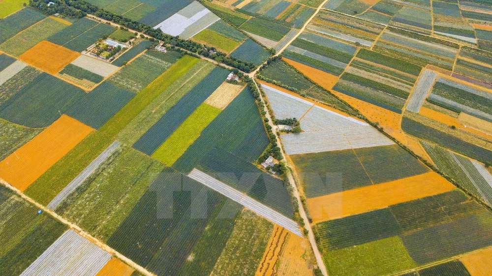 [Fotos] Magníficos campos de piñas en Vietnam ảnh 1