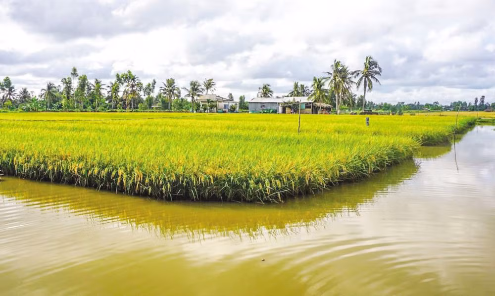 Vietnam dedicará 200 mil hectáreas para cultivo de camarón-arroz en 2022 ảnh 1