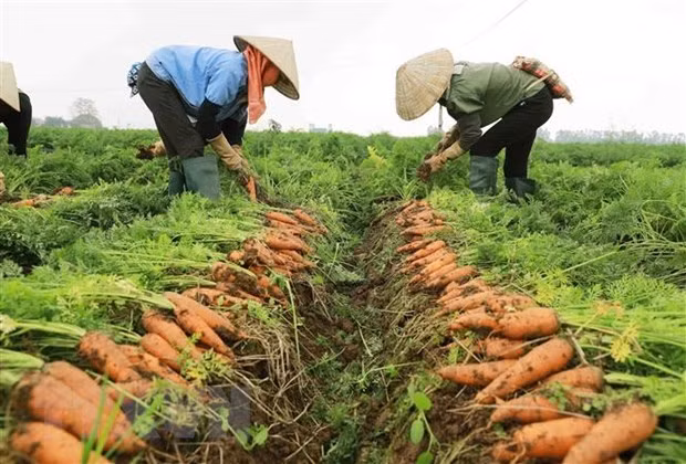 Provincia vietnamita organizará el primer festival de zanahorias ảnh 1