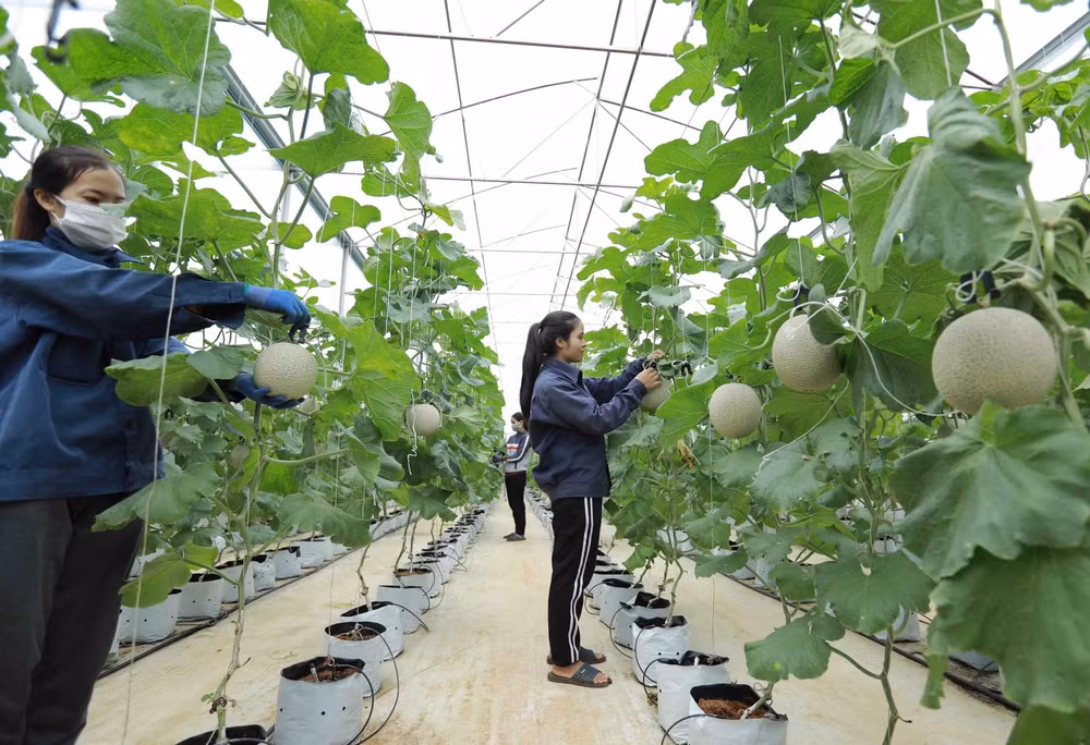 Proponen establecer centro de apoyo a la transformación digital para cooperativas en Vietnam ảnh 1