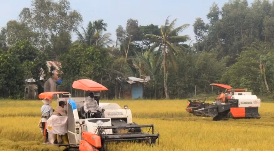 Provincia vietnamita empeñada en desarrollar vastos campos de cultivo ảnh 1
