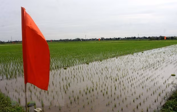 Lanzan en provincia vietnamita proyecto para mejorar cadena de valor del arroz en delta del río Rojo ảnh 1