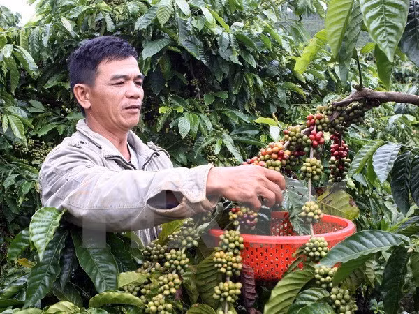 Organizarán en provincia vietnamita festivales del café y de cultura de Altiplanicie ảnh 1