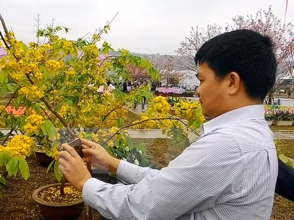 Celebran festival de Flores de Cerezo en localidad norvietnamita ảnh 1 Celebran festival de Flores de Cerezo en localidad norvietnamita ảnh 1