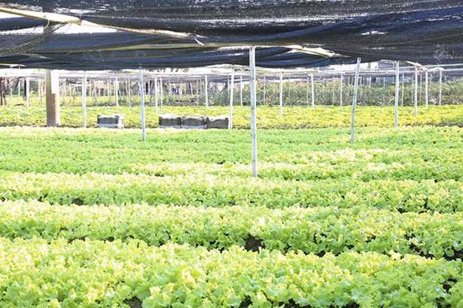 Vietnam y Países Bajos robustecen cooperación en agricultura ảnh 1