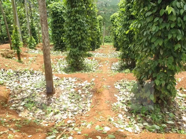 Vietnam exporta 16 mil toneladas de pimienta en dos meses ảnh 1
