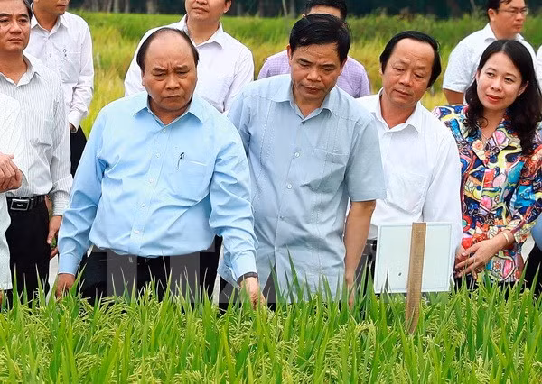 Abogan por establecer zona agrícola de alta tecnología en provincia survietnamita ảnh 1