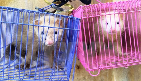 Vietnam suspende comercio de especímenes de especies con Laos ảnh 1