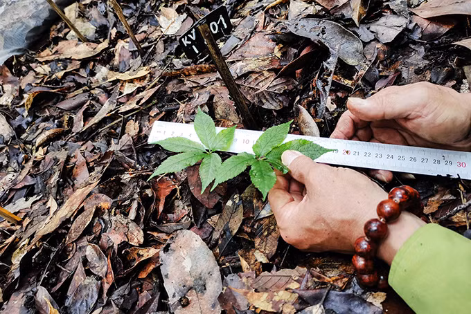  Despliegan cultivo piloto de ginseng de Ngoc Linh en Reserva Natural de Hon Ba ảnh 1