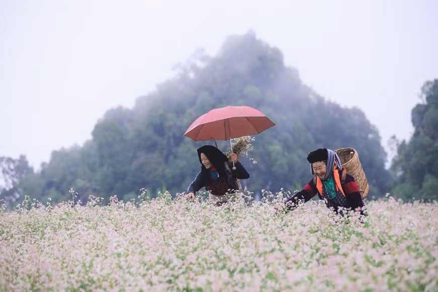 Varias actividades especiales en Festival de Flores de Alforfón ảnh 1