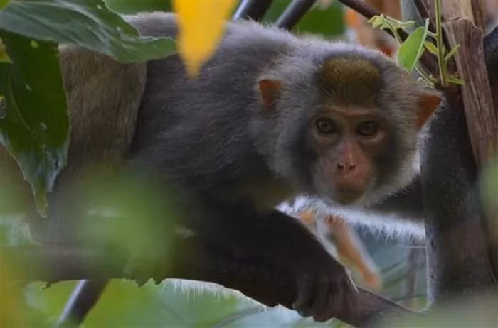 Presentan documentales sobre conservación de la biodiversidad y bienestar animal ảnh 2