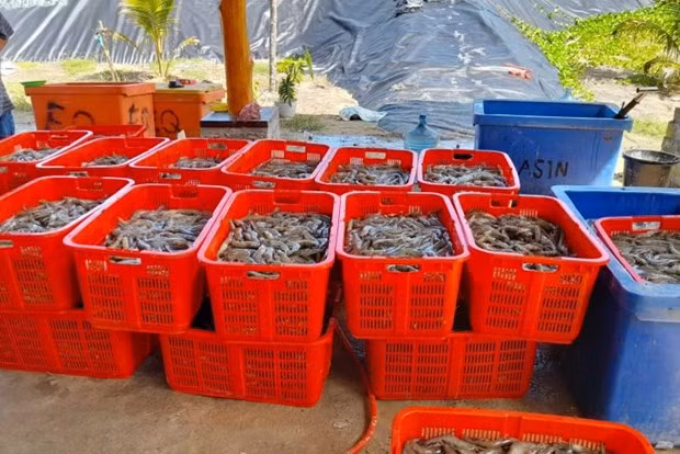 Indonesia por aumentar producción de camarones a dos millones de toneladas ảnh 1