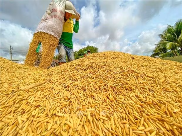 Proyecto financiado por Alemania beneficia a 10 mil agricultores vietnamitas ảnh 1