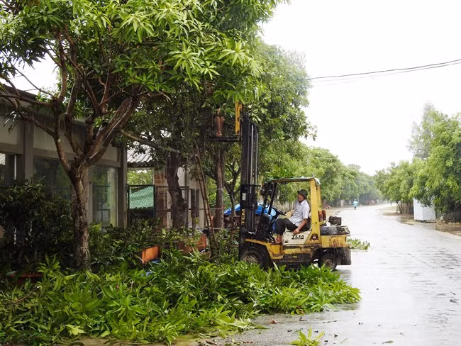 [Fotos] Vietnam realiza labores preventivas ante la llegada del poderoso tifón Doksuri ảnh 2