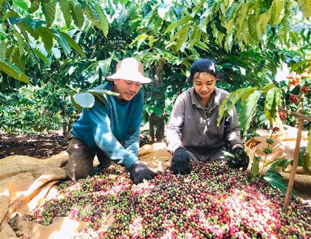 Vietnam promueve exportación de productos agrícolas y acuáticos a Argelia y Senegal ảnh 1