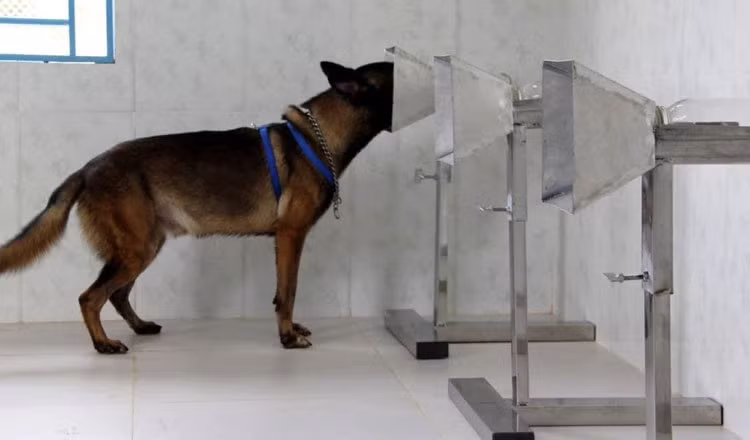 Camboya entrena con éxito a perros rastreadores para detectar casos del COVID-19 ảnh 1
