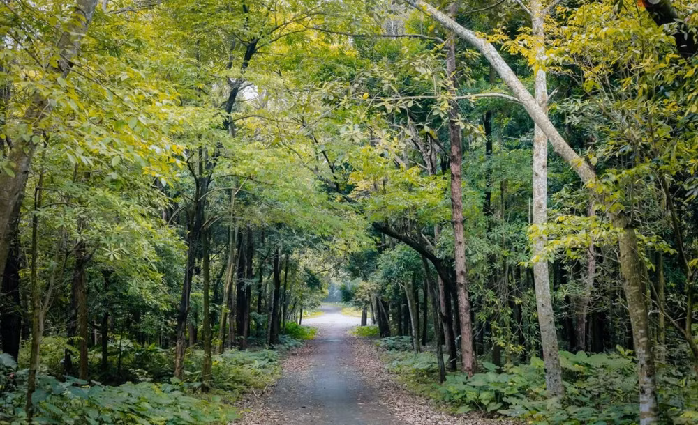 Vietnam implementará programa de desarrollo forestal sostenible para 2021-2025 ảnh 2