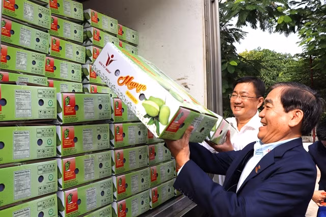 Vietnam, decimotercer mayor proveedor de mango de Estados Unidos ảnh 1