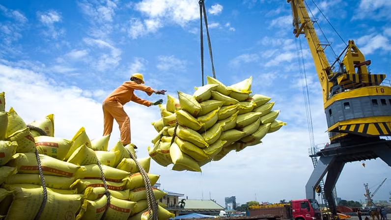 Exportaciones de arroz vietnamita a Senegal son modestas en comparación con la demanda ảnh 1