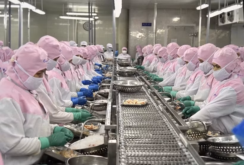 Buscan promover desarrollo de industria camaronera vietnamita ảnh 1